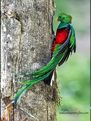 Costa Rica 2027 Bird Photography